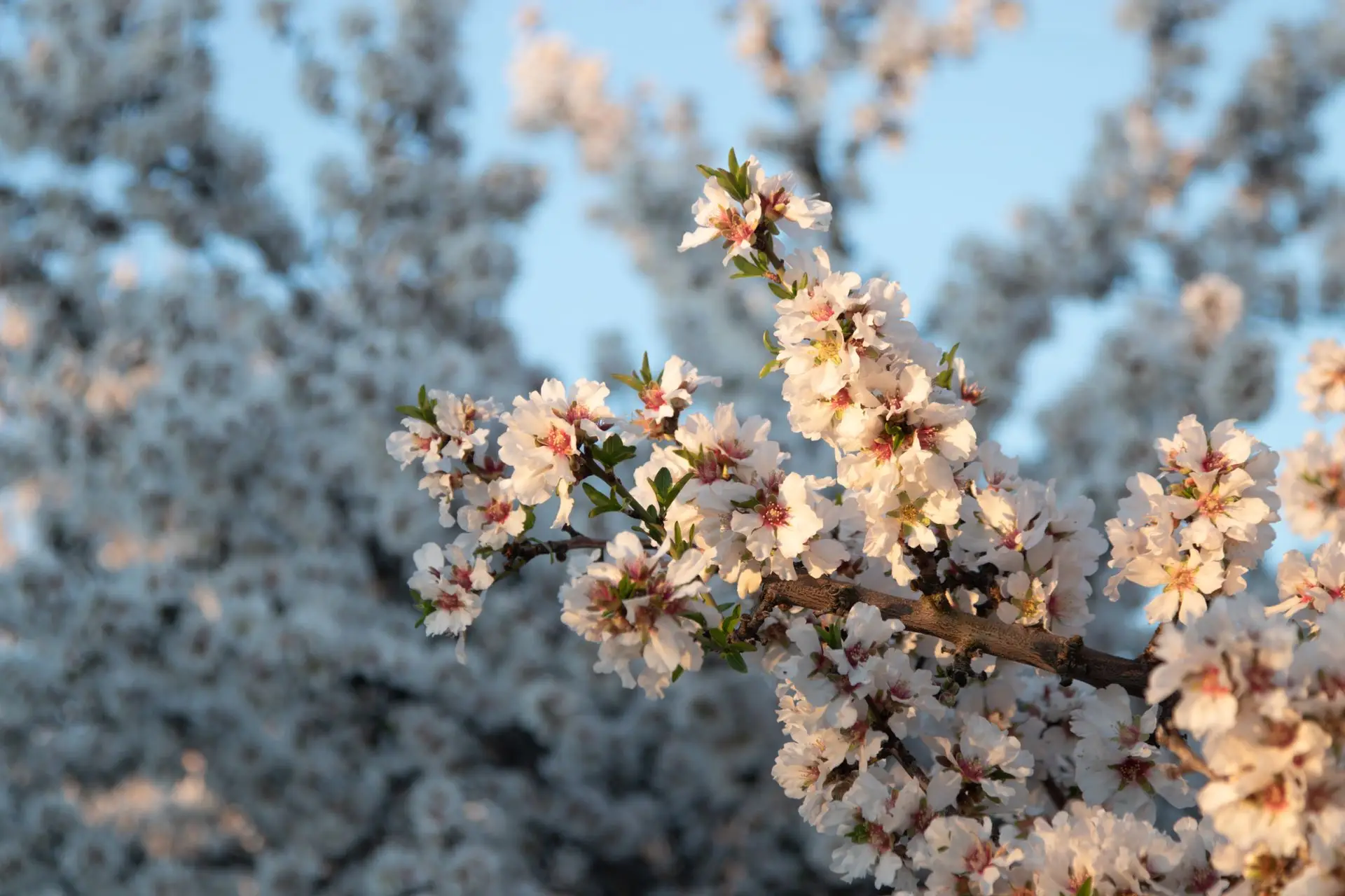 Almond trees in bloom in the Central Valley